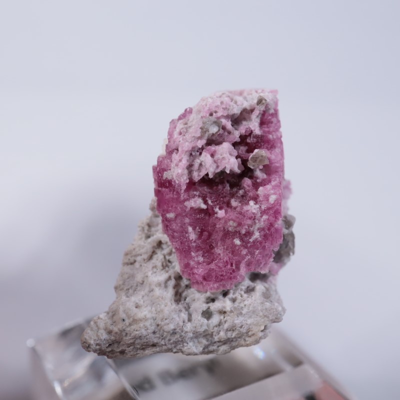 Ruby Violet Claim������åɥ٥��