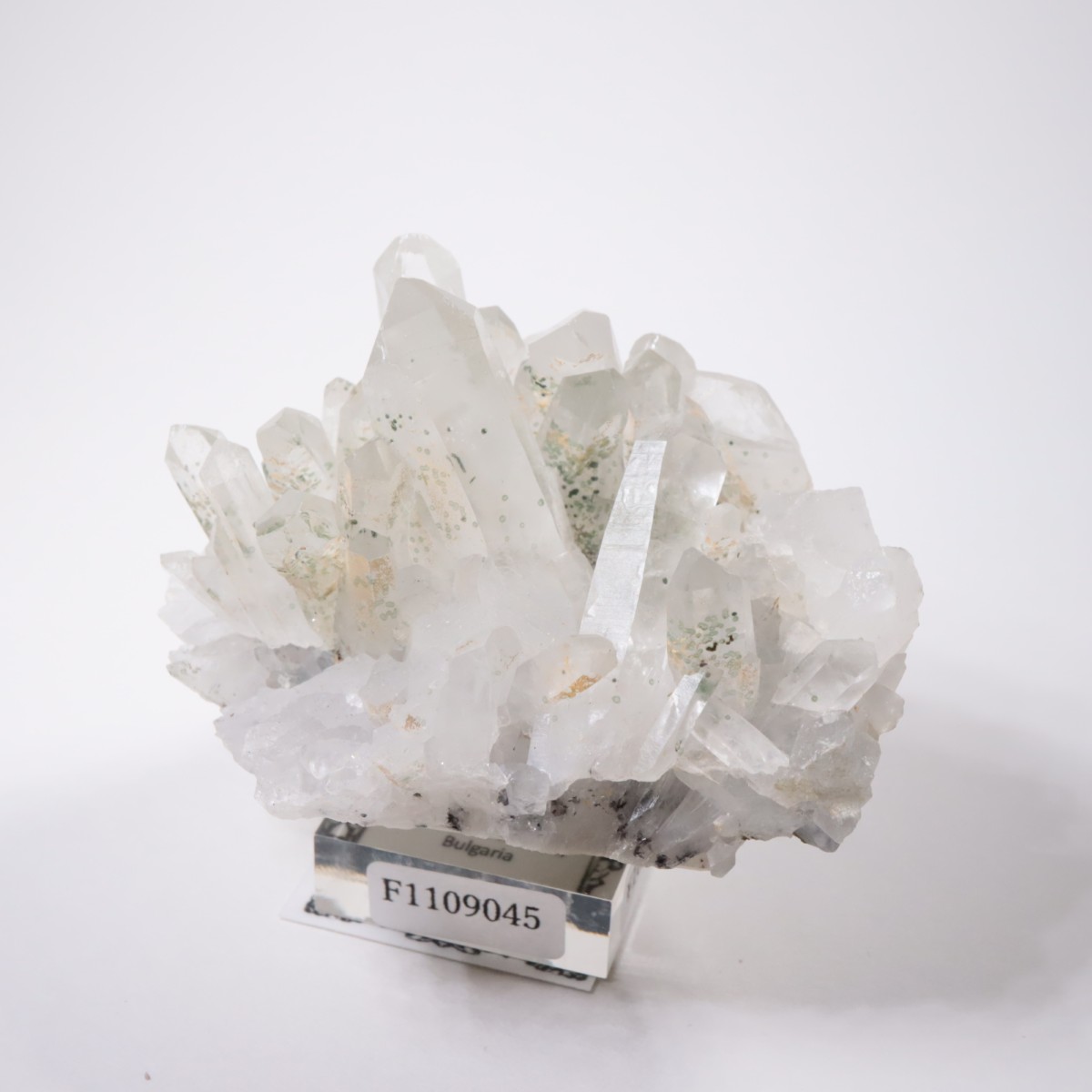 �֥륬�ꥢ�� �������ġ��������饤��