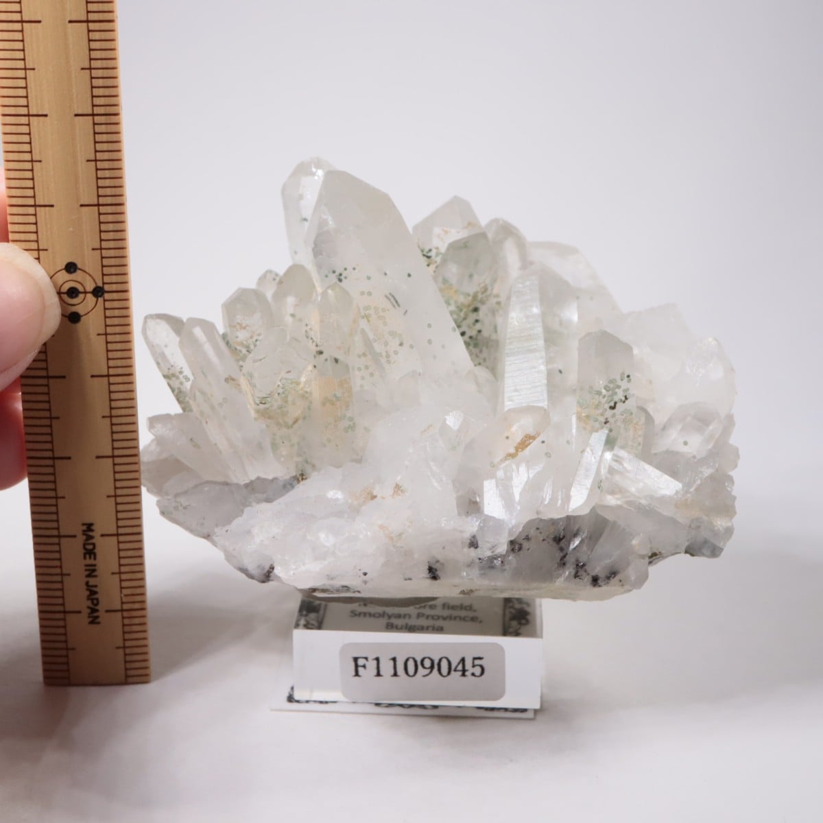 �֥륬�ꥢ�� �������ġ��������饤��