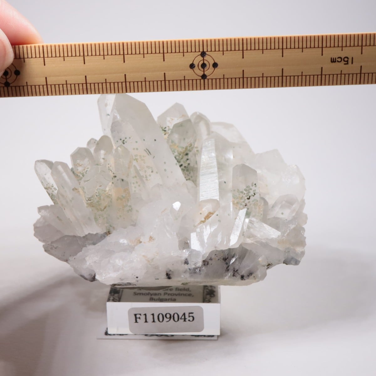 �֥륬�ꥢ�� �������ġ��������饤��