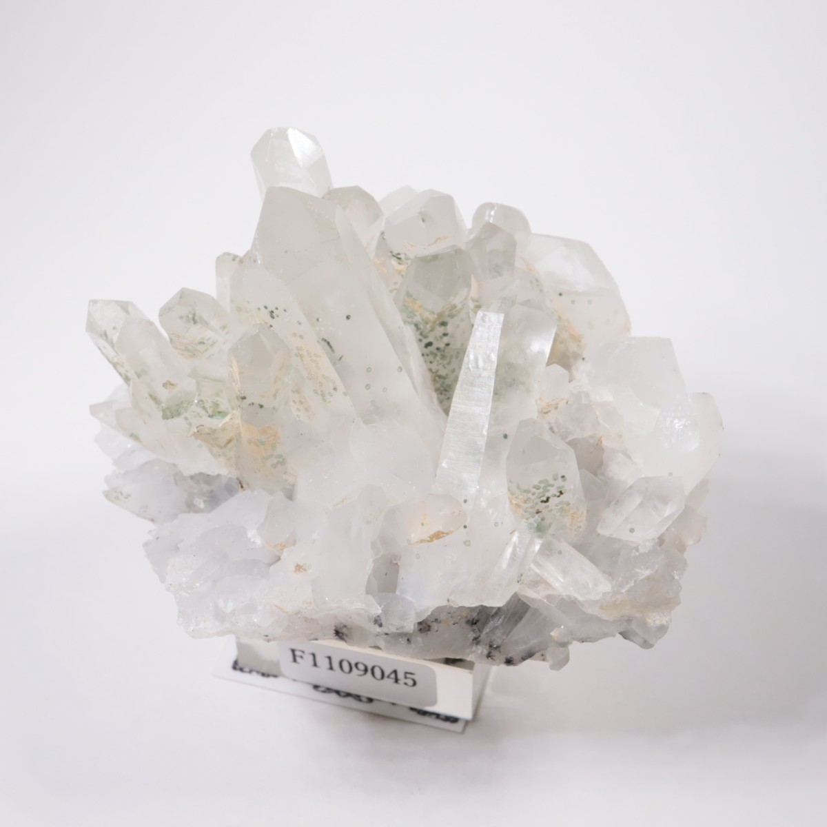 �֥륬�ꥢ�� �������ġ��������饤��