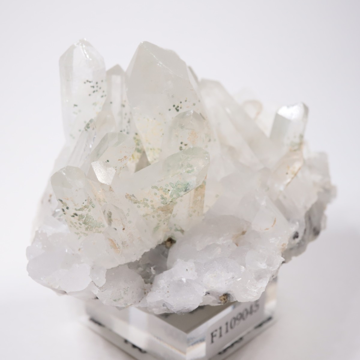 �֥륬�ꥢ�� �������ġ��������饤��