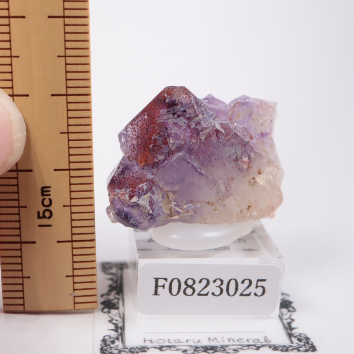 Moon Light�ۻ� ���᥷����with�إޥ�����