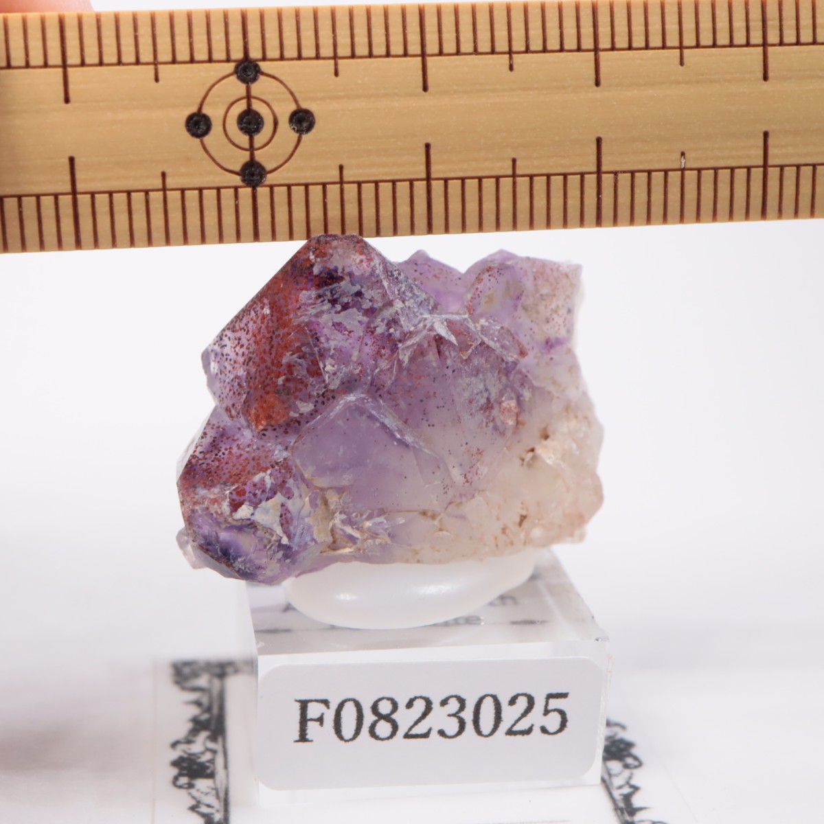 Moon Light�ۻ� ���᥷����with�إޥ�����