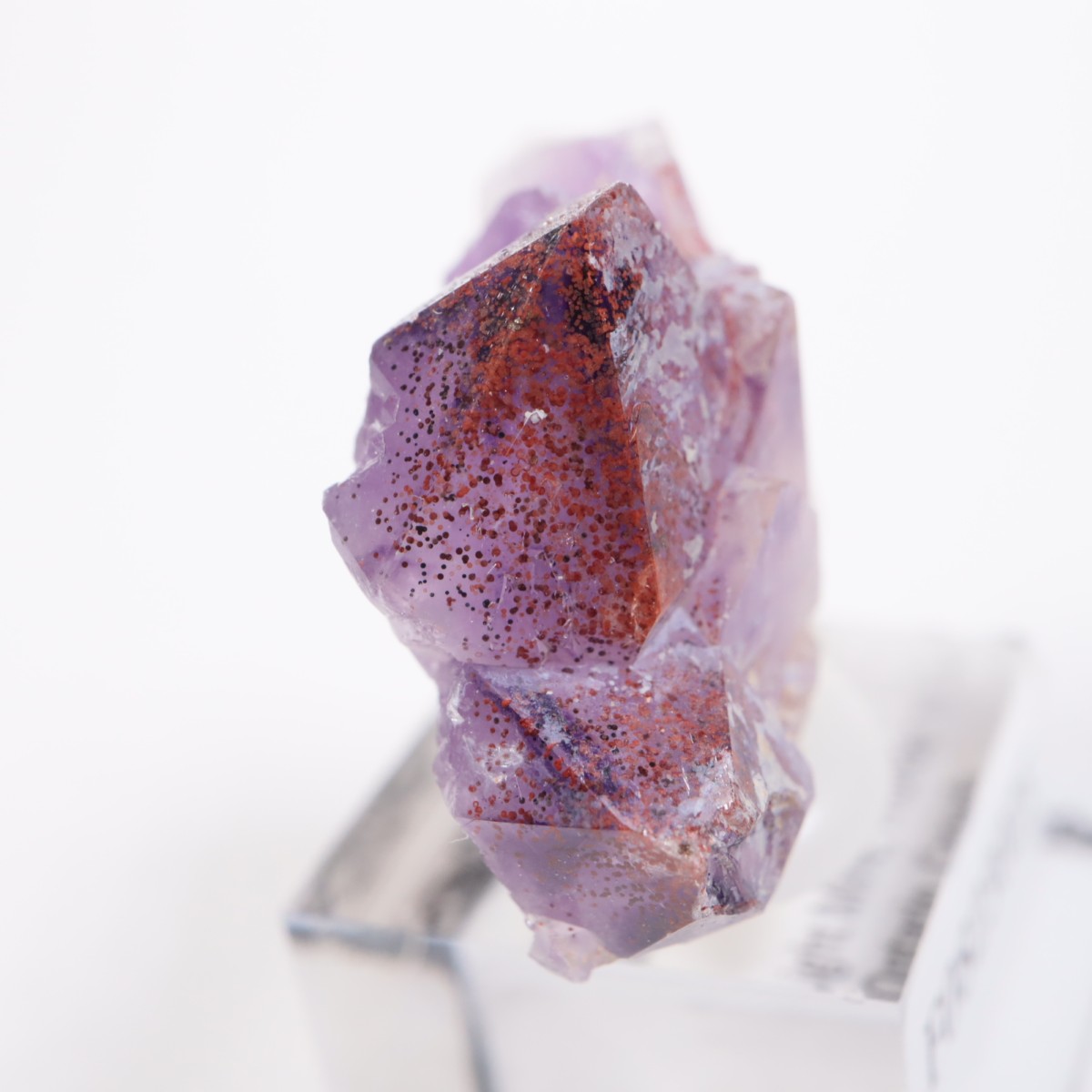 Moon Light�ۻ� ���᥷����with�إޥ�����