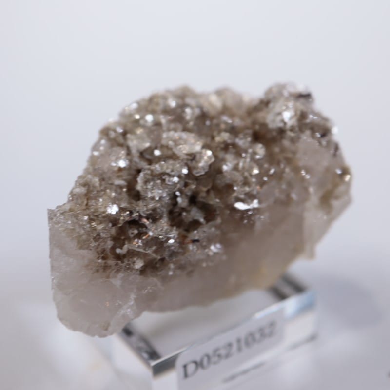 �����ꥢ�������졢�����