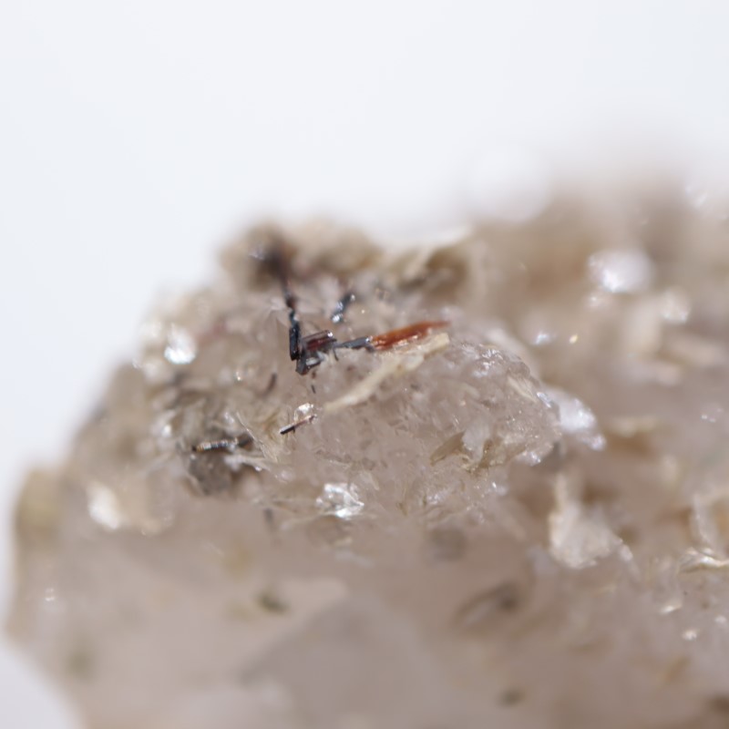 �����ꥢ�������졢�����