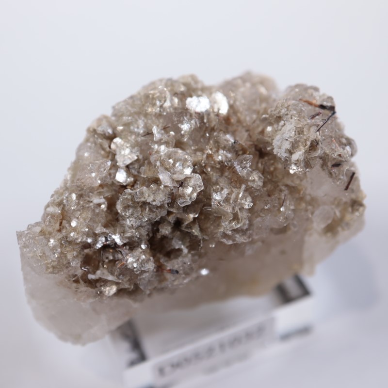 �����ꥢ�������졢�����