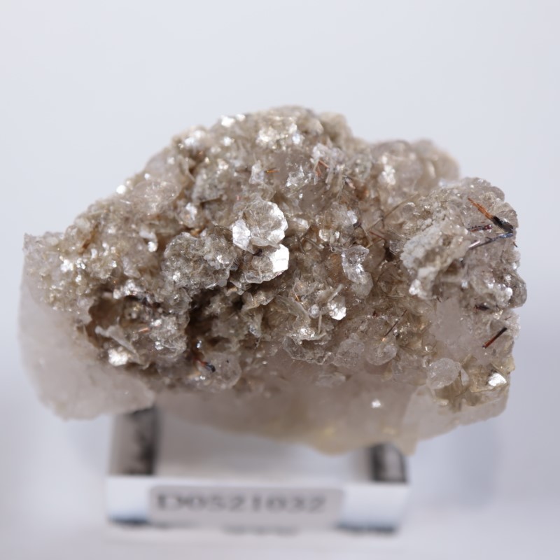 �����ꥢ�������졢�����