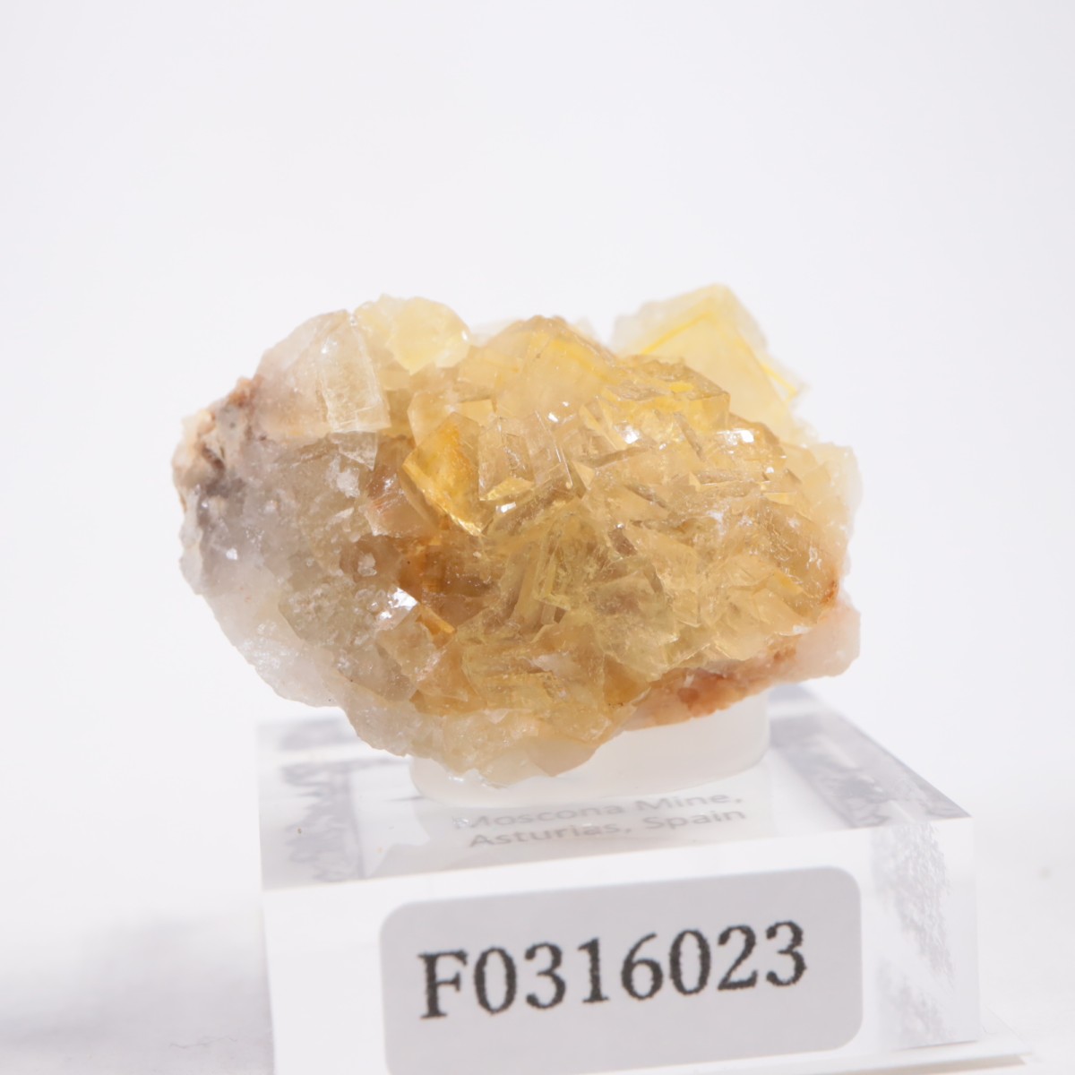 Moscona�ۻ��� �ե����饤��