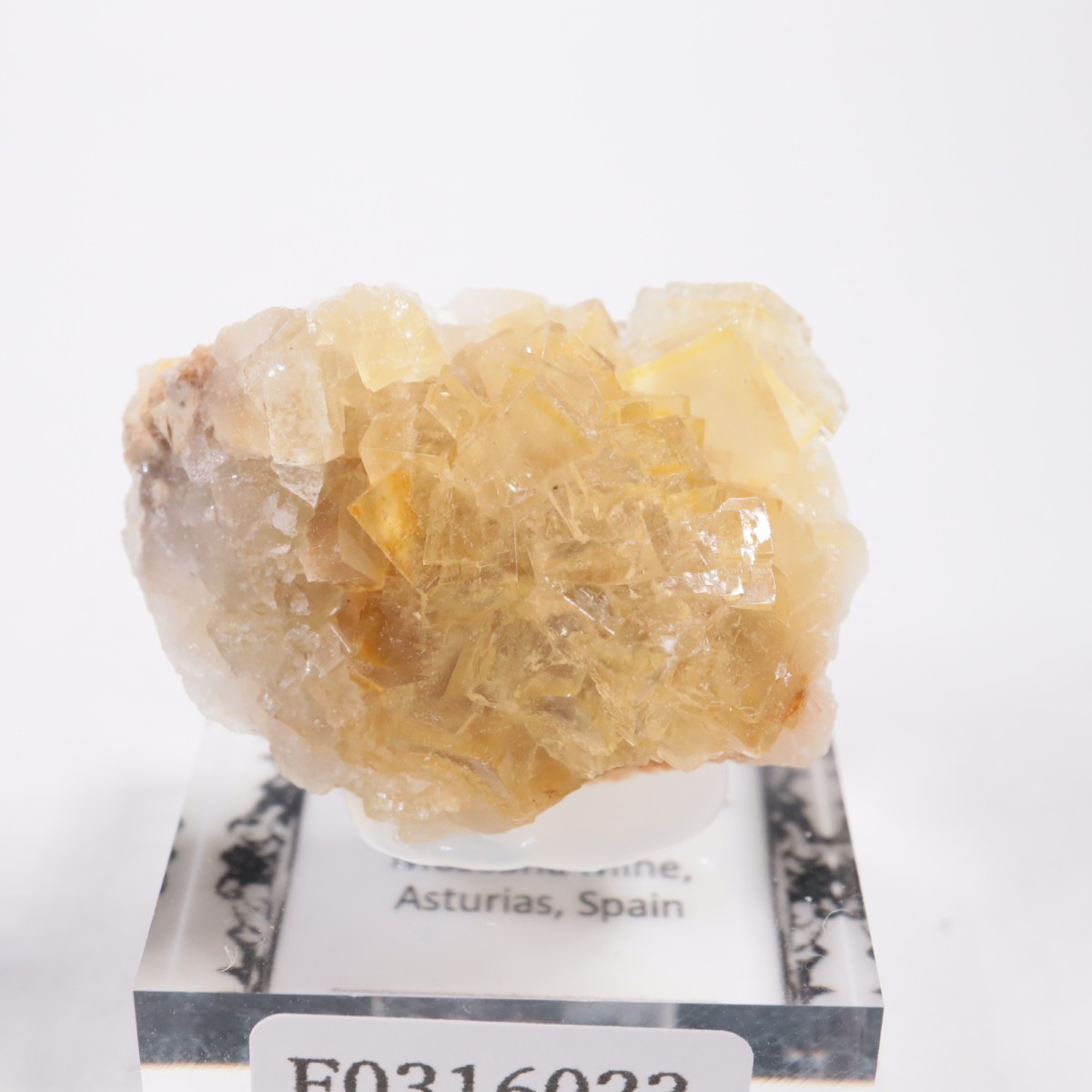 Moscona�ۻ��� �ե����饤��