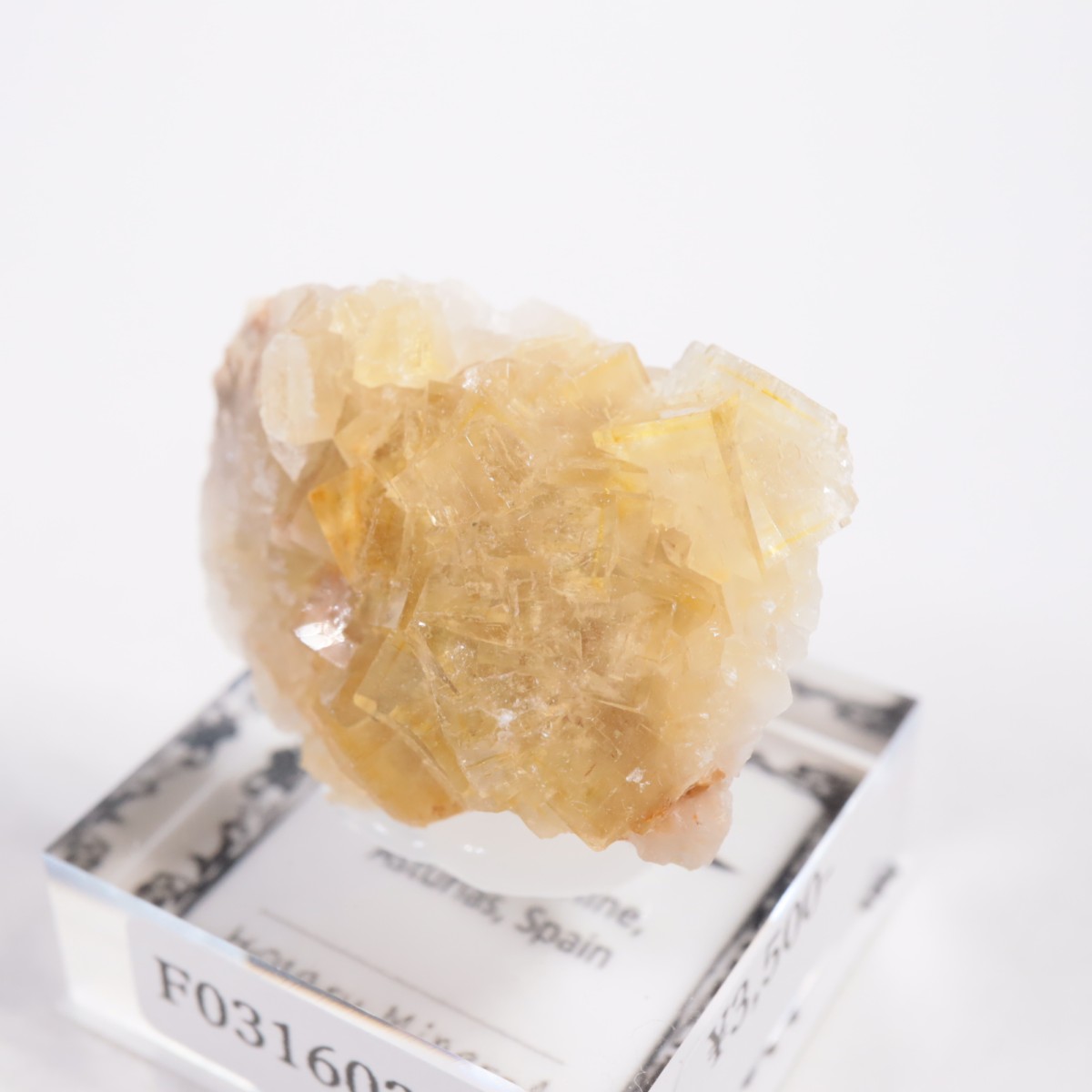 Moscona�ۻ��� �ե����饤��