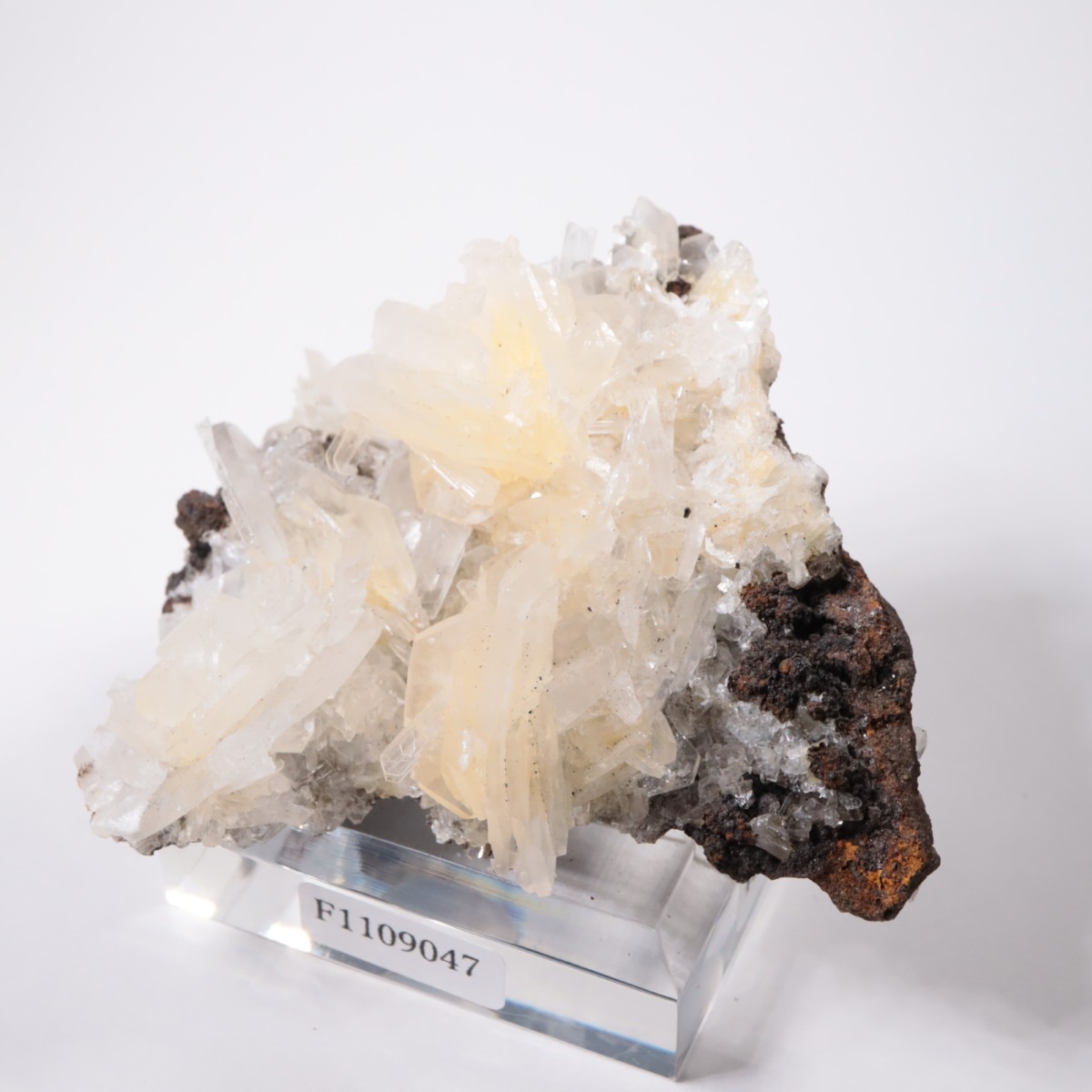 Ojuela�ۻ� ���륵����