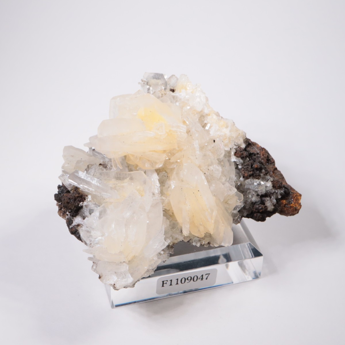 Ojuela�ۻ� ���륵����