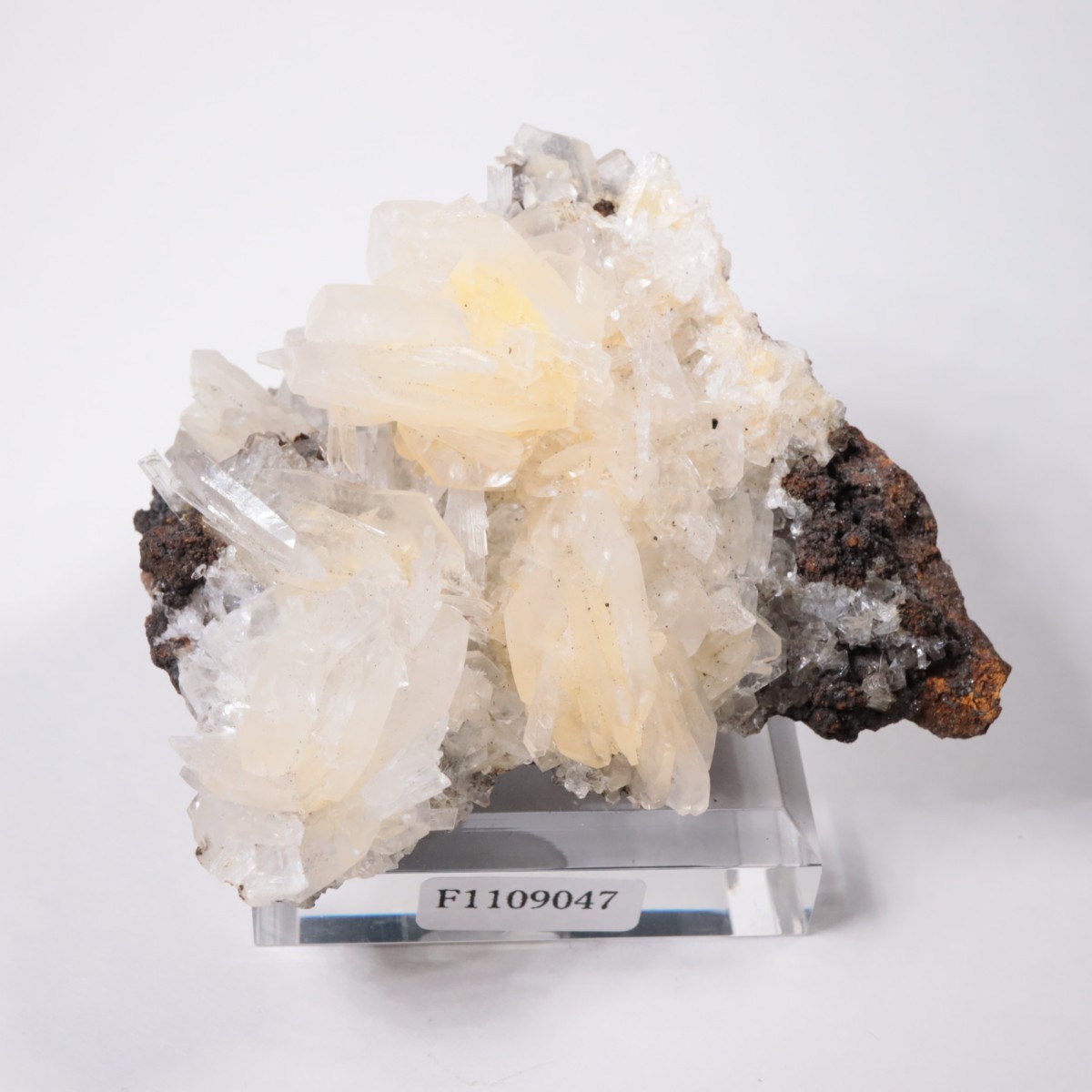 Ojuela�ۻ� ���륵����