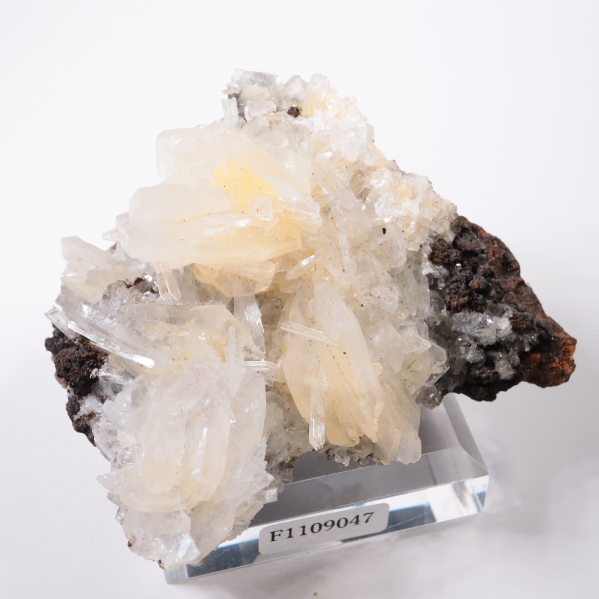 Ojuela�ۻ� ���륵����