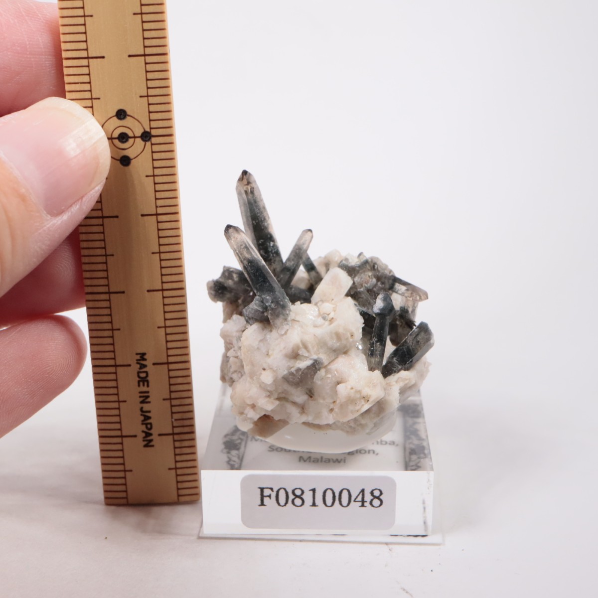 �ޥ饦���� ���⡼������������