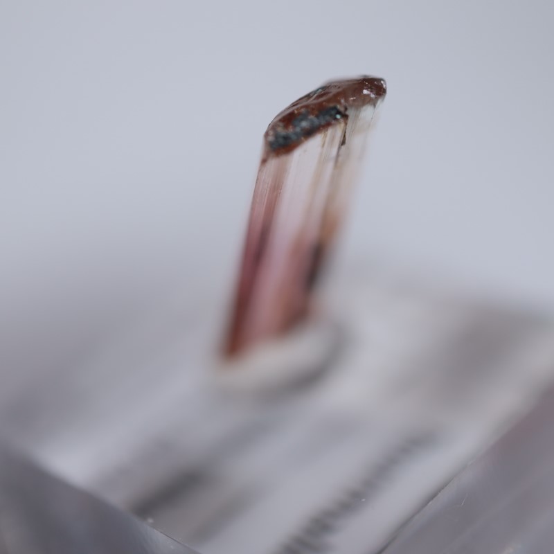 ���󥴻����ȥ�ޥ��