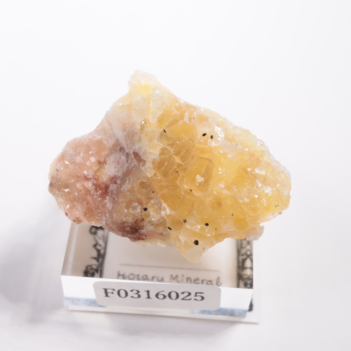 Moscona�ۻ��� �ե����饤��