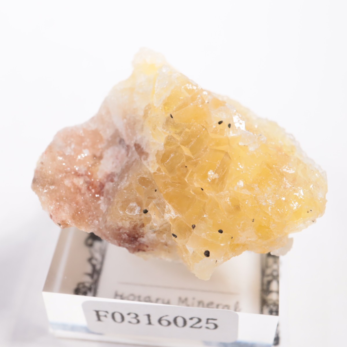 Moscona�ۻ��� �ե����饤��