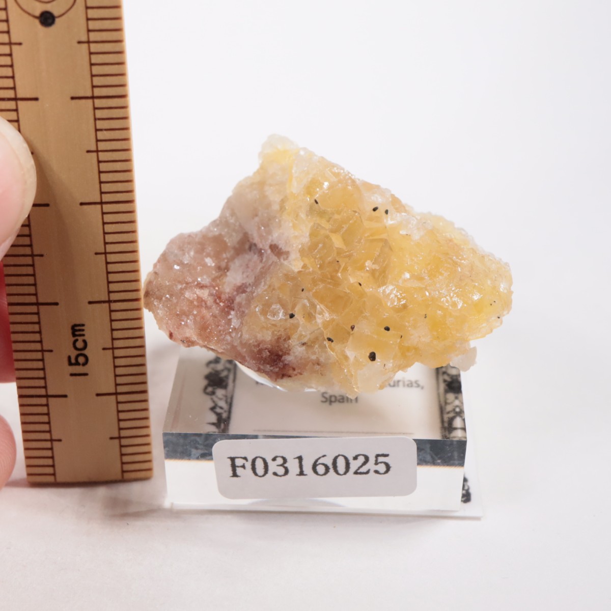 Moscona�ۻ��� �ե����饤��