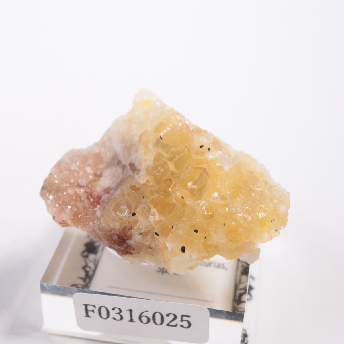 Moscona�ۻ��� �ե����饤��