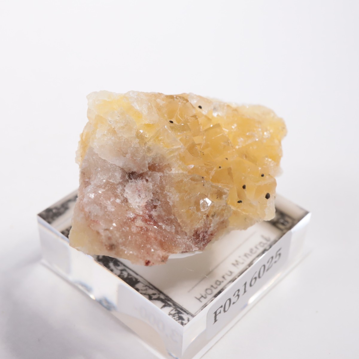 Moscona�ۻ��� �ե����饤��