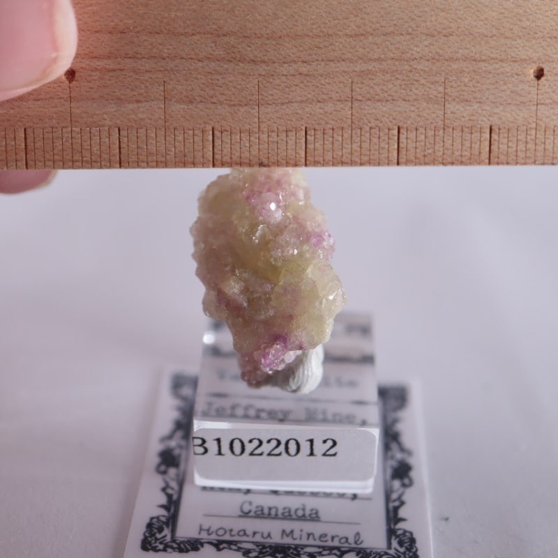 �����ե꡼�ۻ����٥����Сʥ٥��ӥ��ʥ��ȡ�