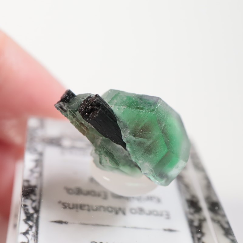 �����󥴹ۻ�������