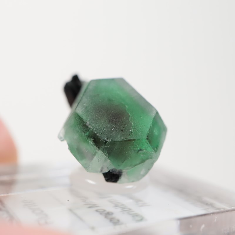 �����󥴹ۻ�������