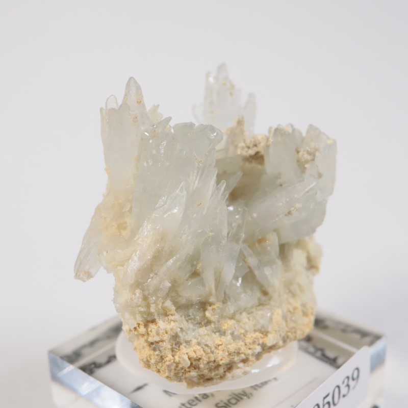 �����ꥢ�� ���쥹�ƥ���