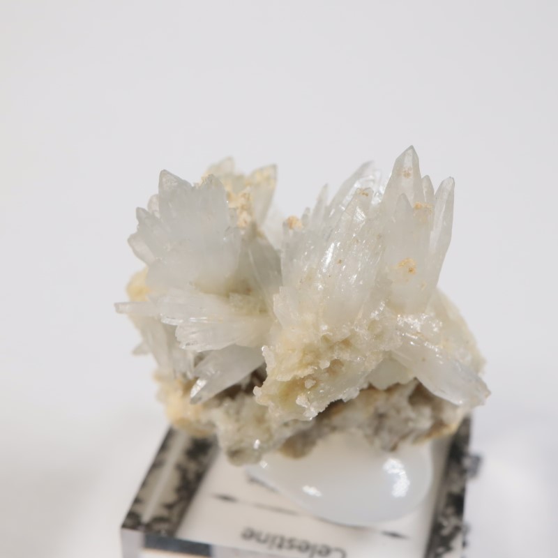 �����ꥢ�� ���쥹�ƥ���