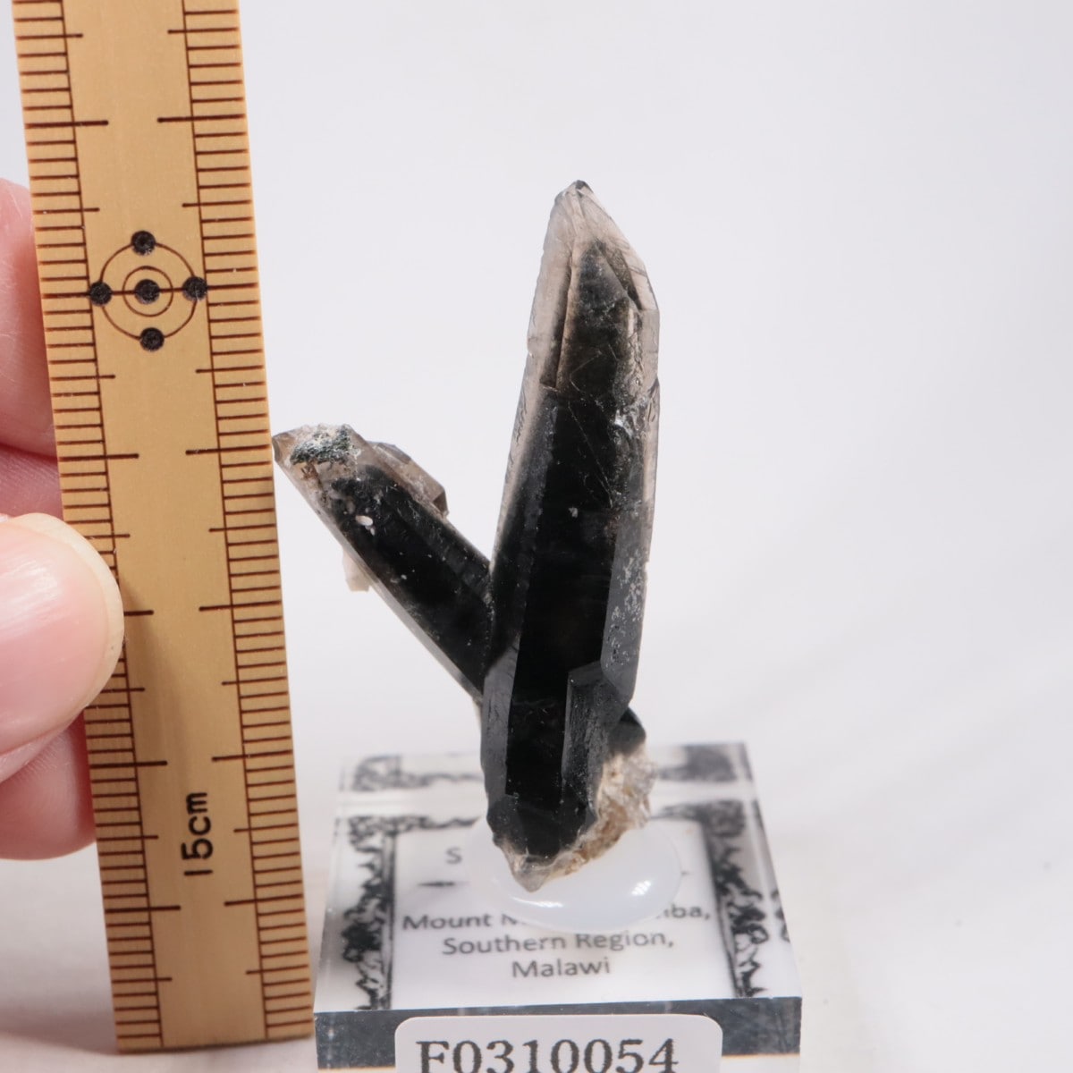 �ޥ饦���� ���⡼������������