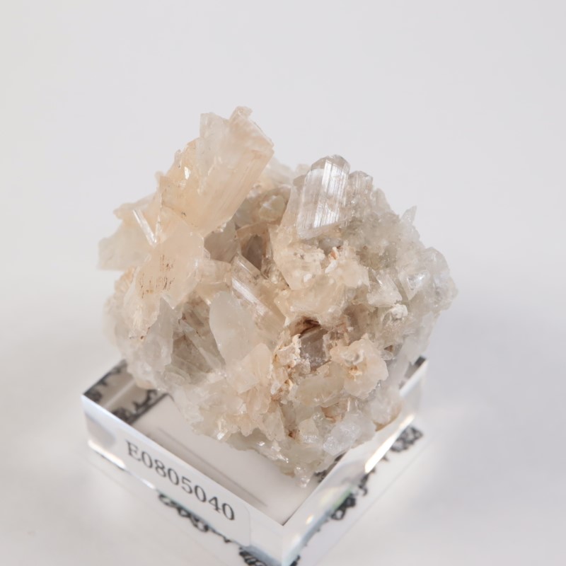 �����ꥢ�� ���쥹�ƥ���