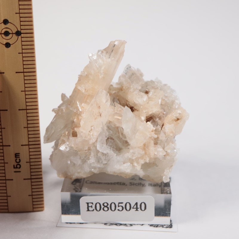 �����ꥢ�� ���쥹�ƥ���