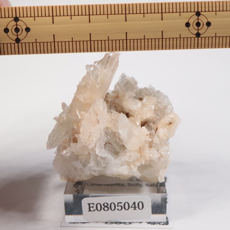 �����ꥢ�� ���쥹�ƥ���