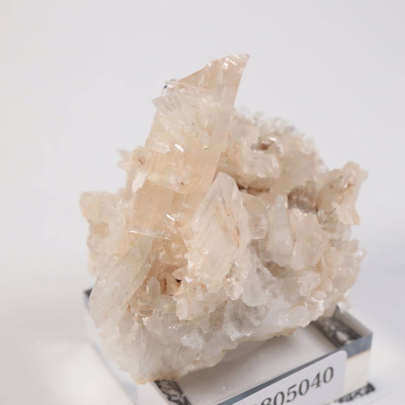 �����ꥢ�� ���쥹�ƥ���