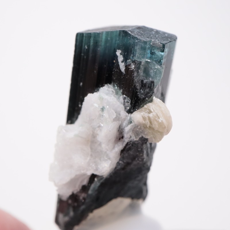 �ѥ������� �ȥ�ޥ��