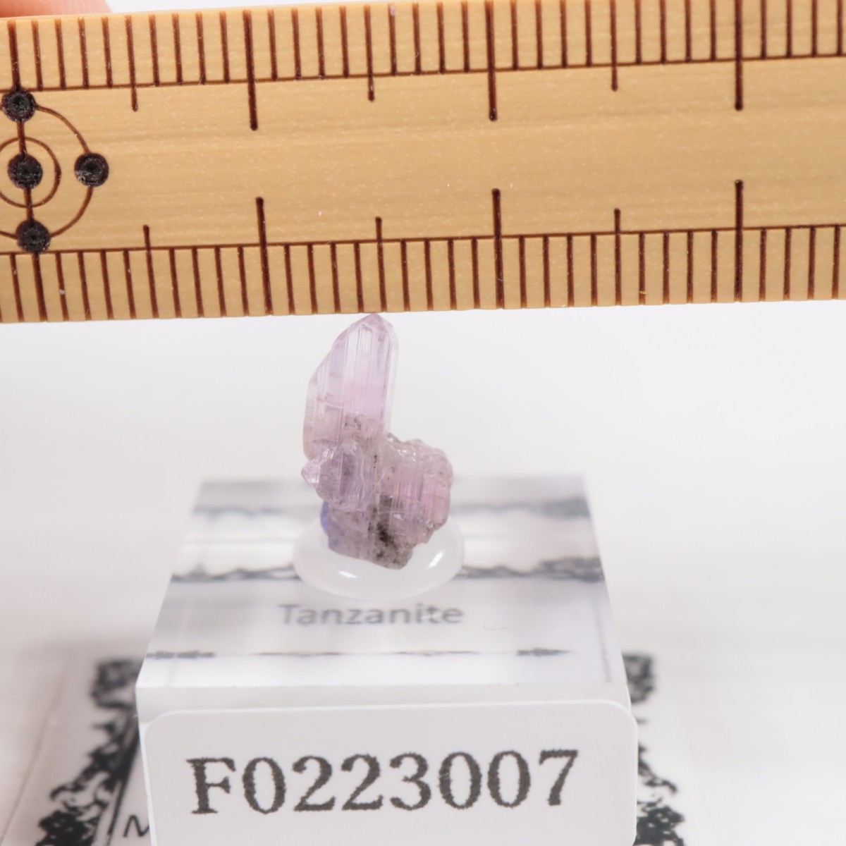 ����˥ҥ륺�� ���󥶥ʥ���