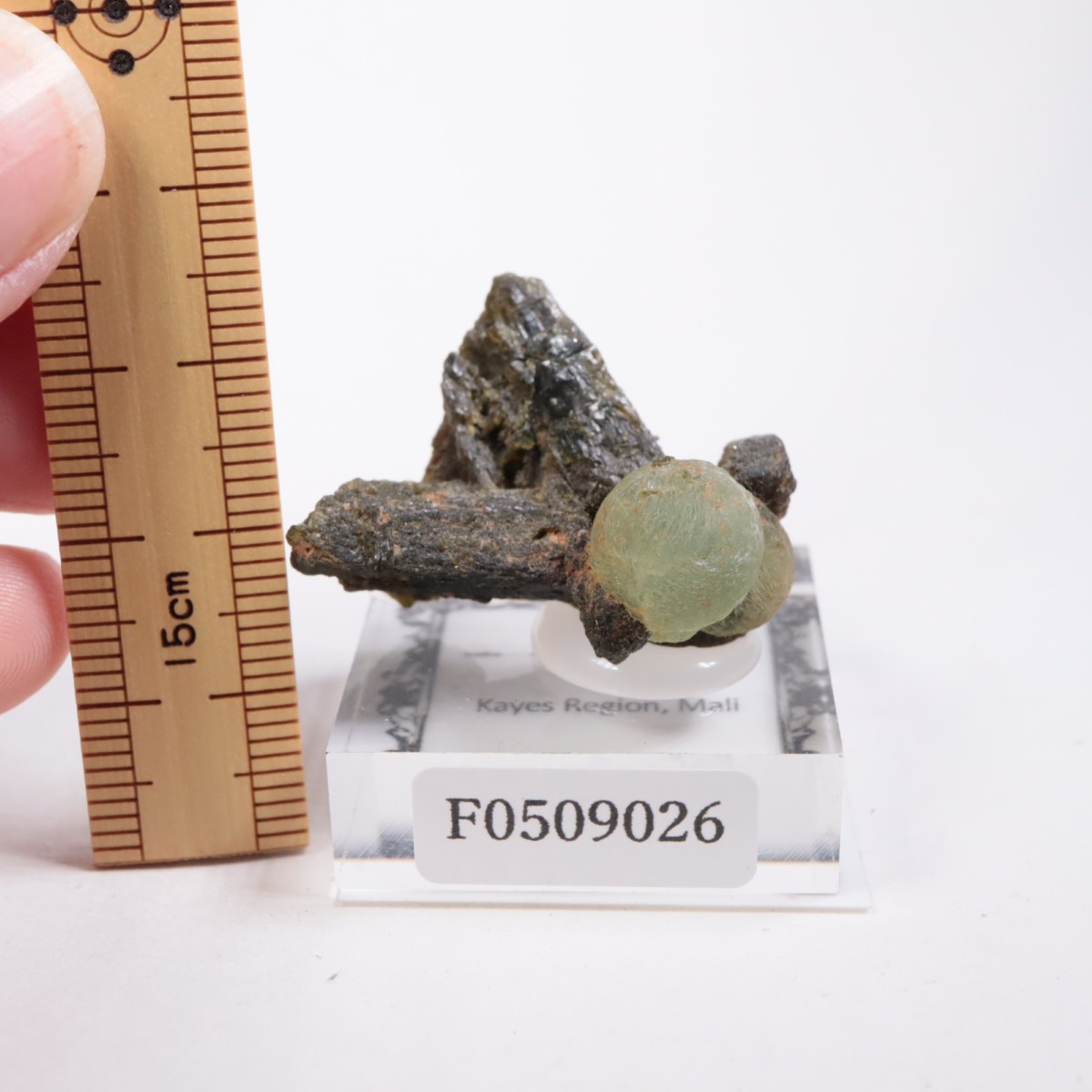 �ޥ껺 �ץ�ʥ���