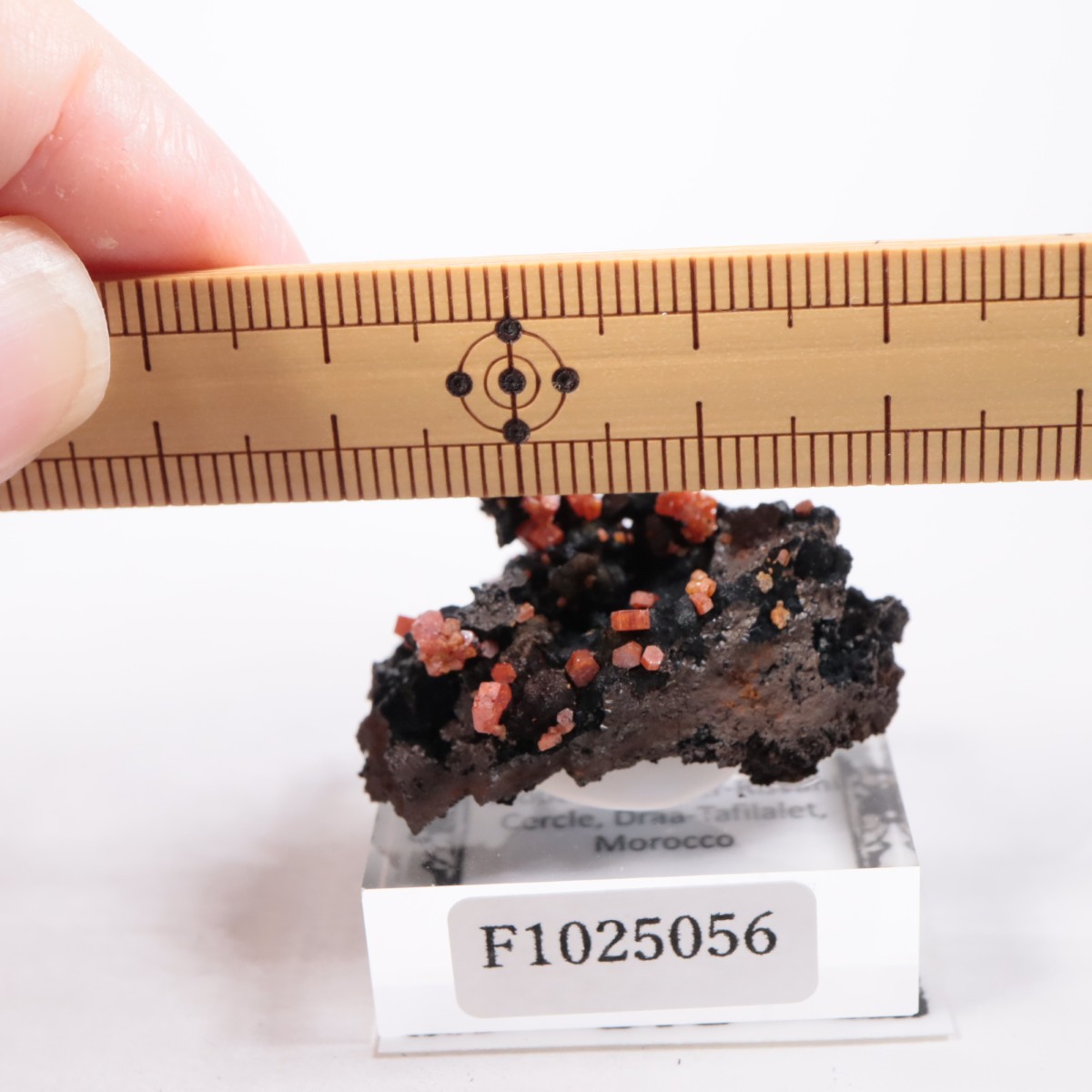 ����å��� �Хʥǥ��ʥ���