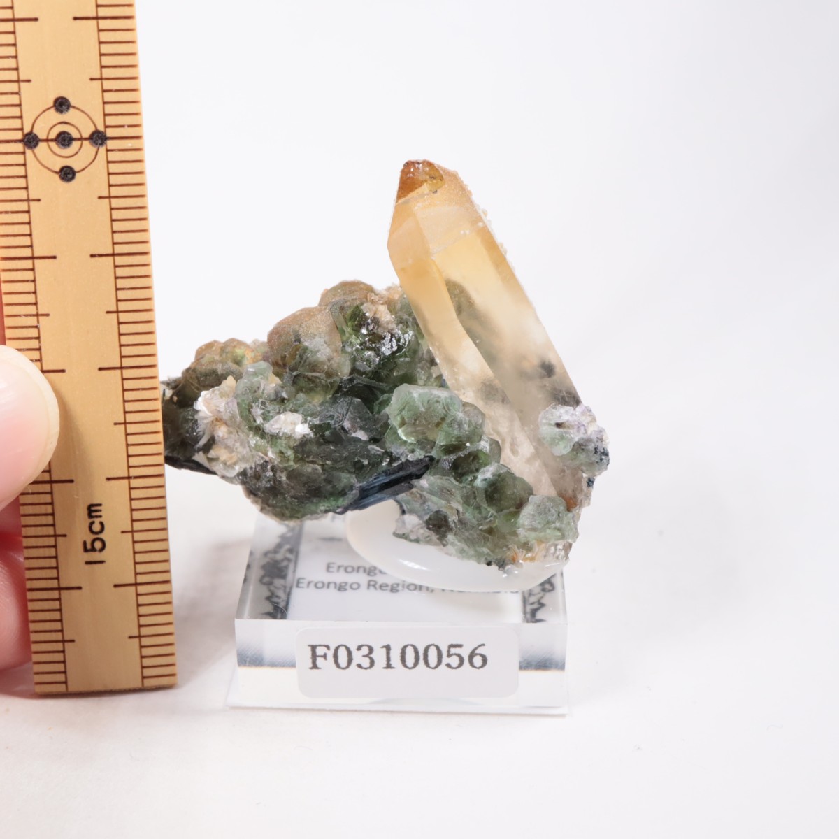 �����󥴹ۻ� �ե����饤�ȡ���������