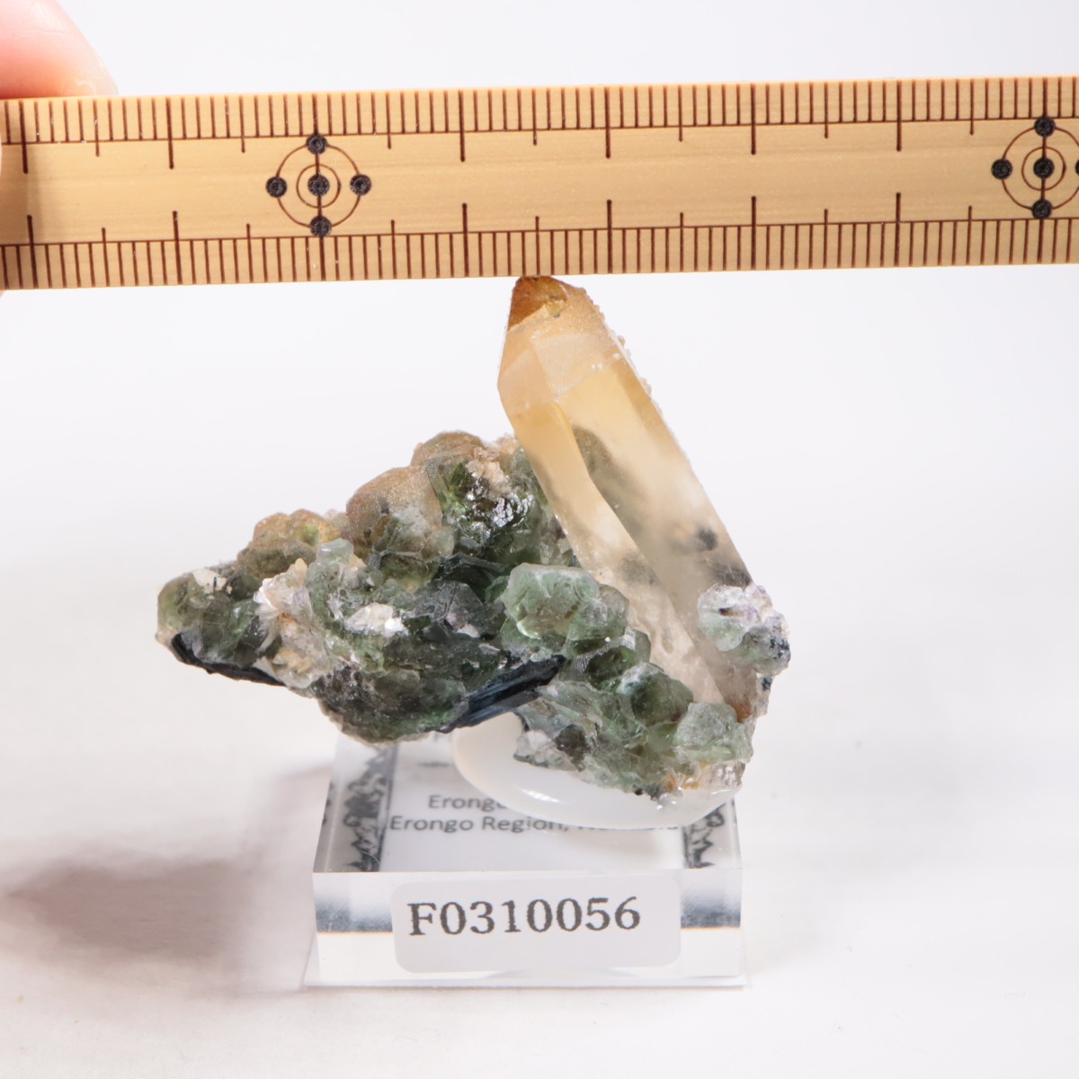 �����󥴹ۻ� �ե����饤�ȡ���������