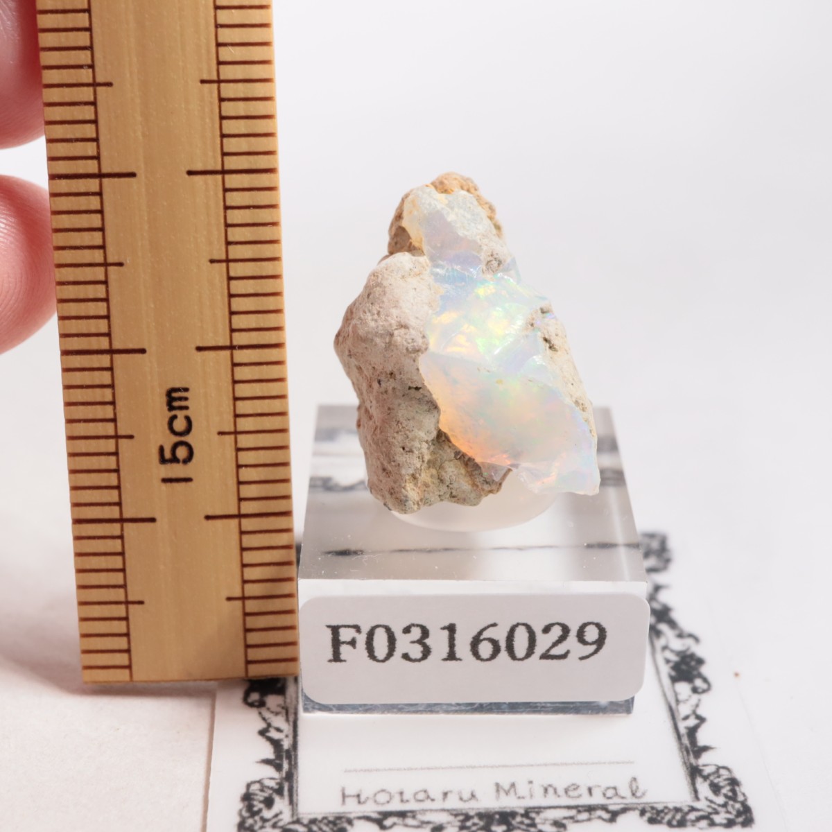 �������ԥ��� ���ѡ���