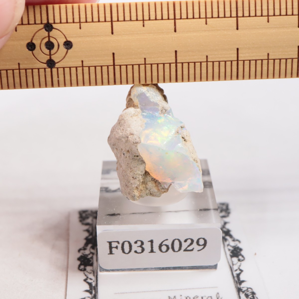 �������ԥ��� ���ѡ���