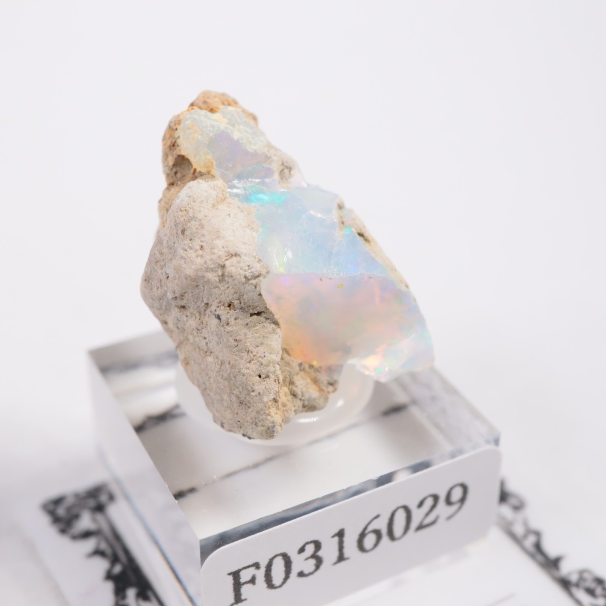 �������ԥ��� ���ѡ���