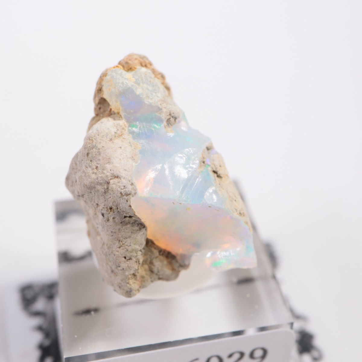 �������ԥ��� ���ѡ���