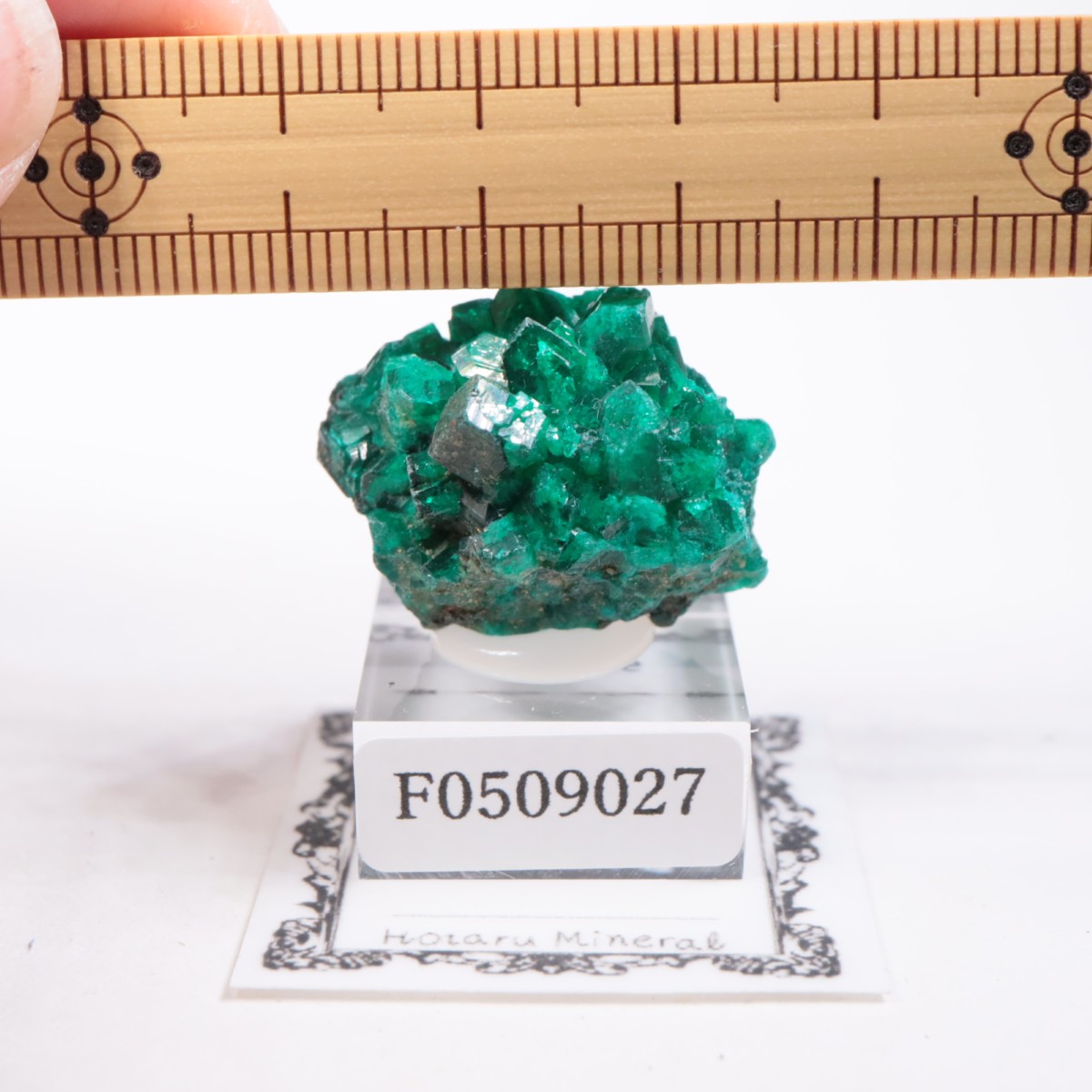 ���󥴻� �������ץơ���