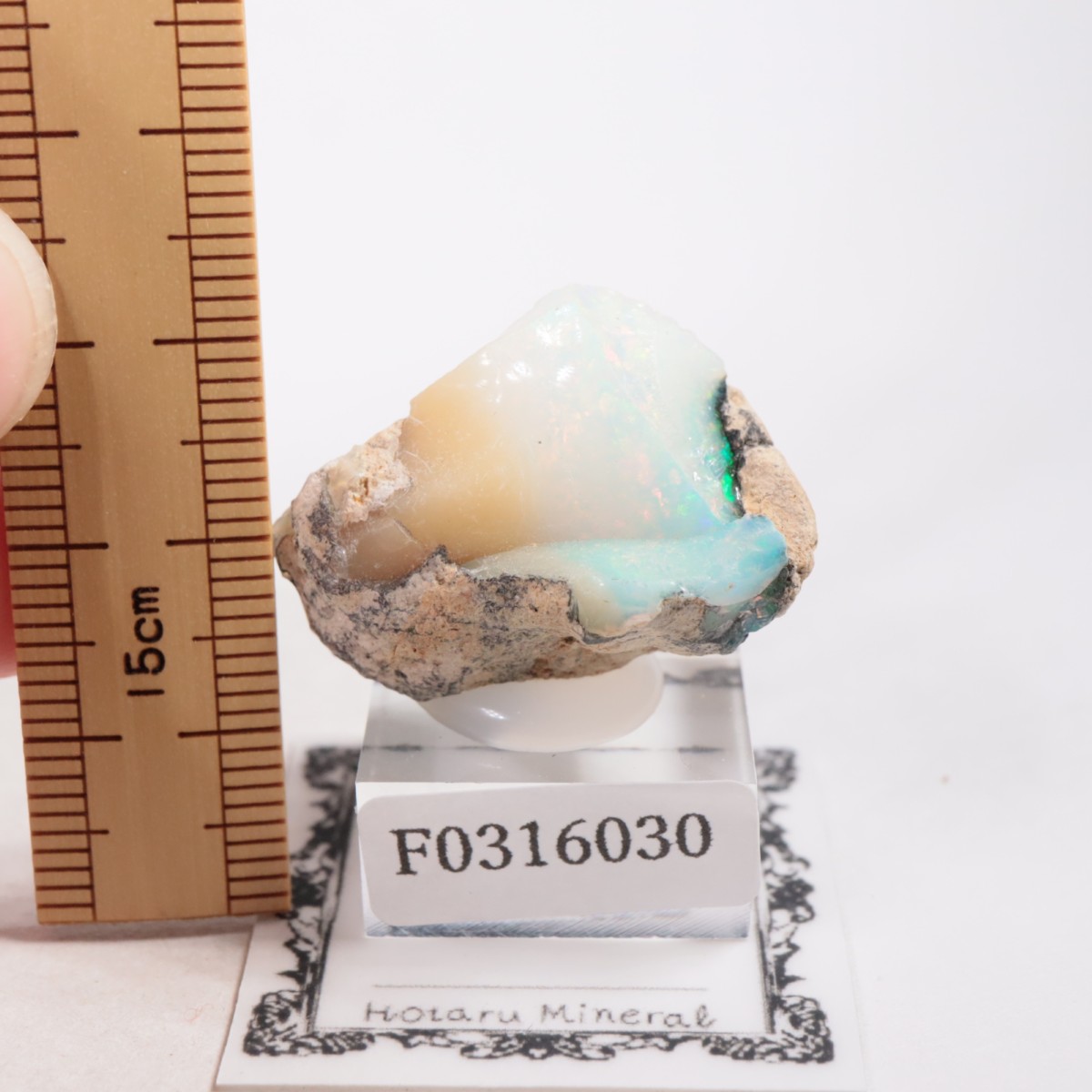 �������ԥ��� ���ѡ���