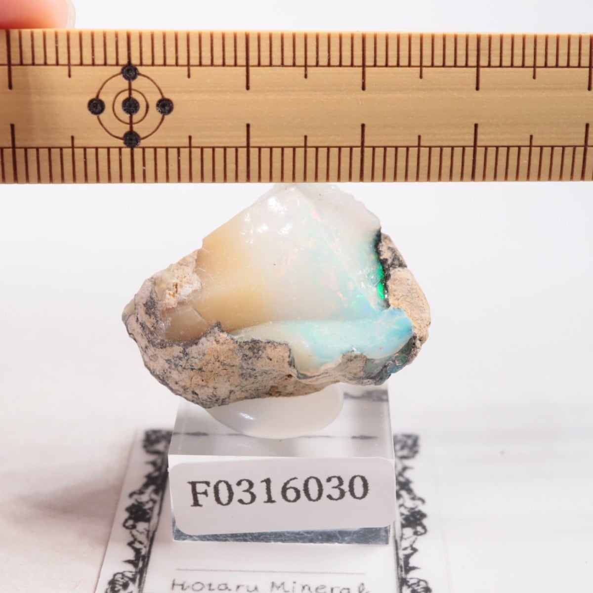 �������ԥ��� ���ѡ���